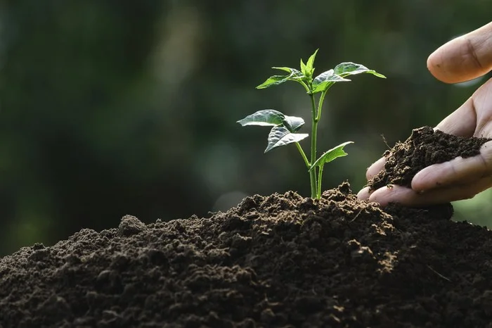 Relatório ambiental prévio